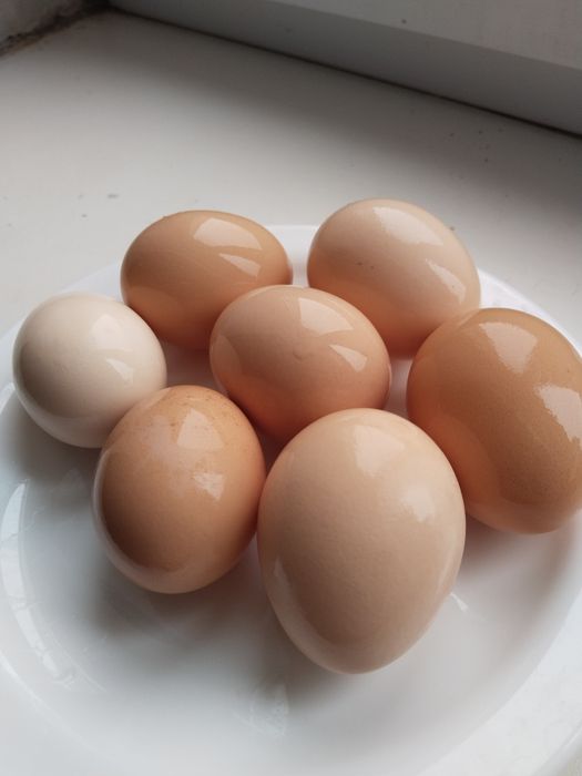 Продукты питание домашние яйца