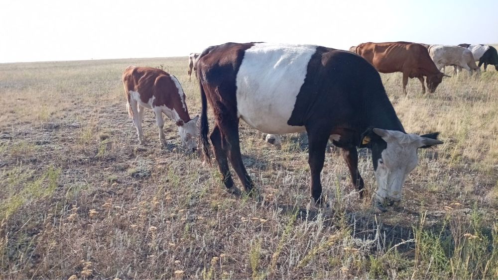 Продам корову девочку телочка