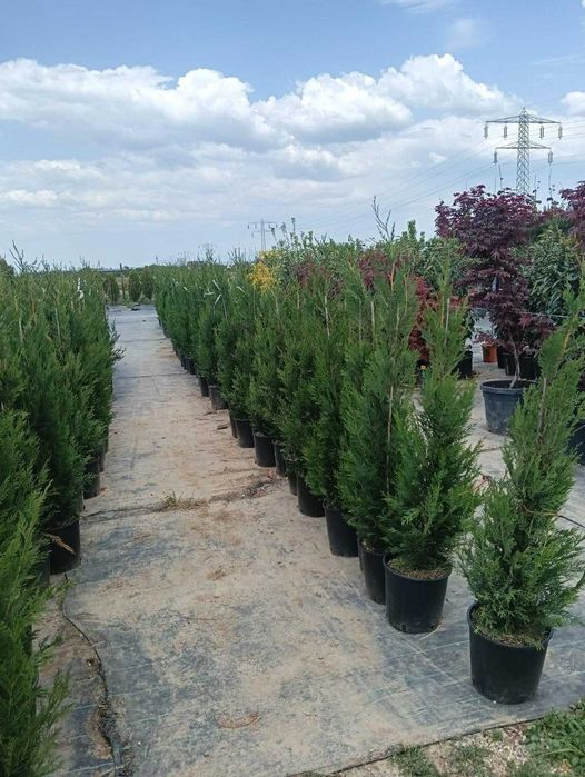 Copaci Ornamentali de Talie Mare – Informatii la Telefon