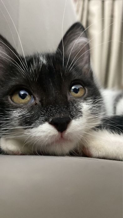 Котенок самый необычный