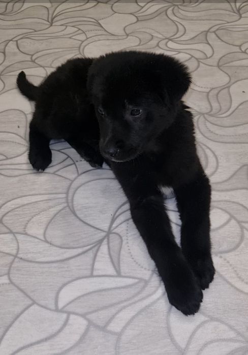 Малышка ищет мампап. Доставлю!