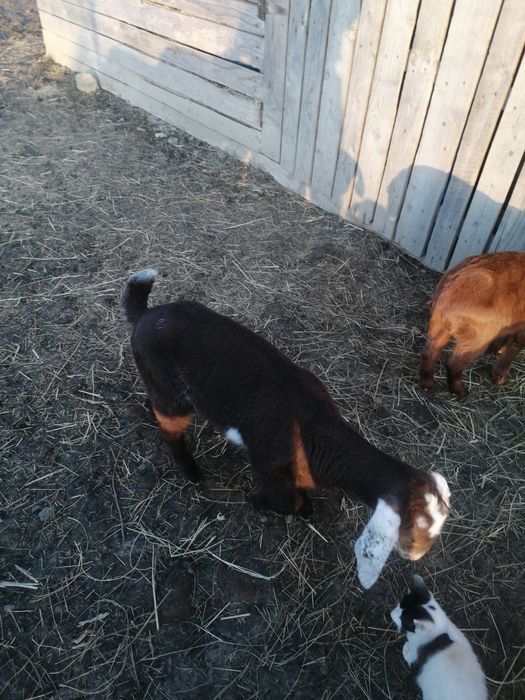 Iezi masculi anglonubian