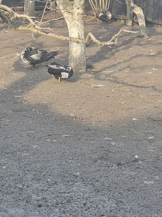 Ouă de țară, de găină, de rață ,de curca,de gâscă