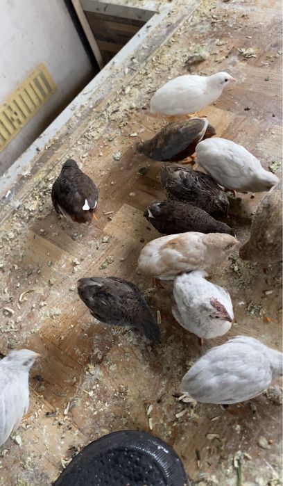 Vand oua prepeliță chinezească