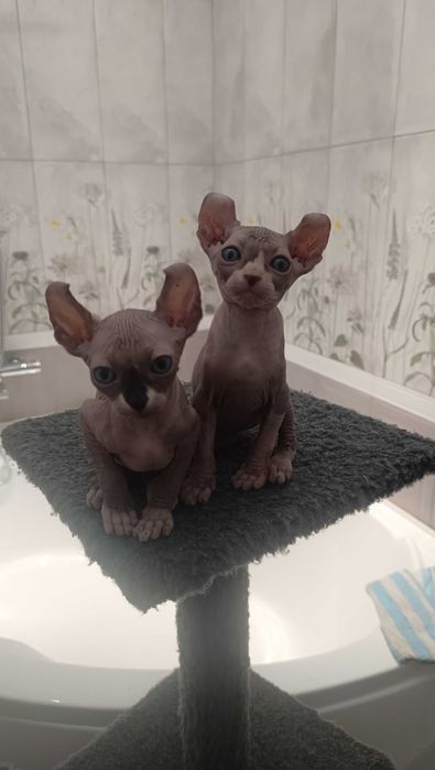 Эльф с аквамариновыми глазами.