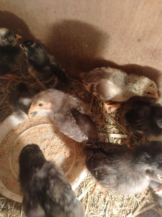 Цыплята домашние двухнедельные