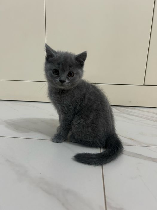 Продам породистых котят