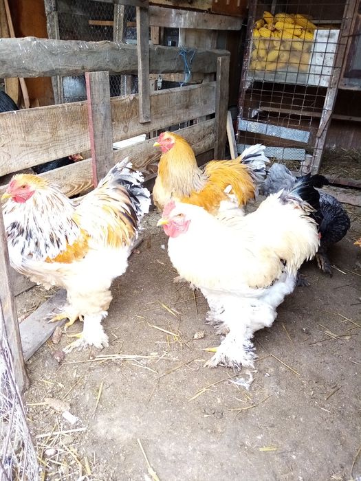 Doi din trei vor altă casă