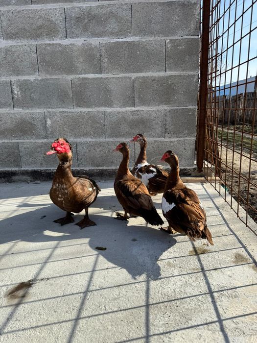 Oua proaspete de găini austrolorp și rate ciocolatii și negru salbatic