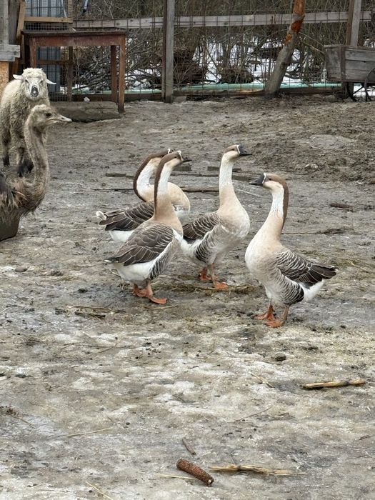 Gaste tinere foarte frumoase