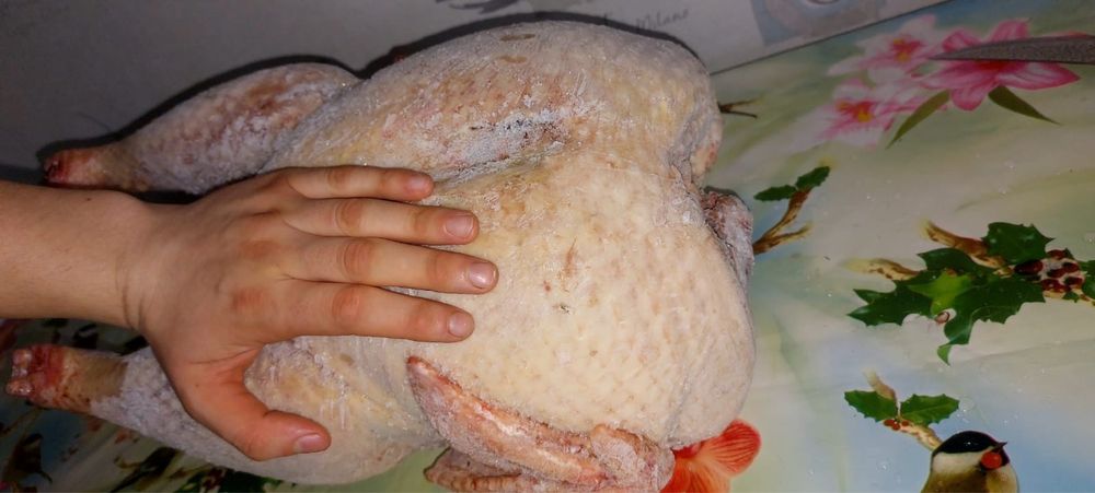 Домашние индюки