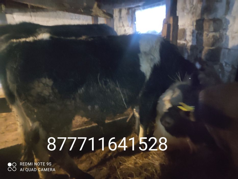 Продам бычков больше года