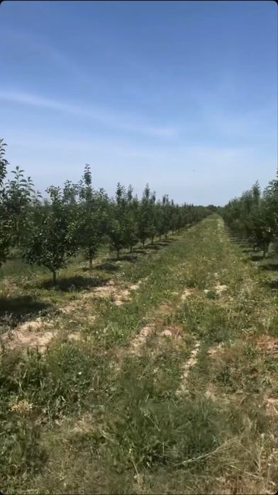 Яблоневый сад 5 га