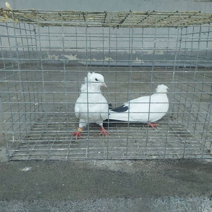 Чернахвость чубати бровястые обрезные