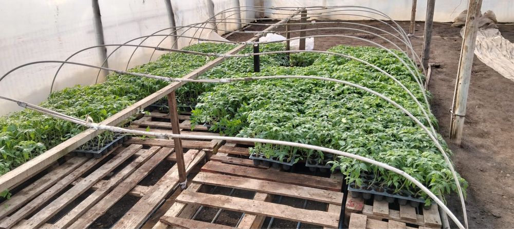 Vând rasad de roșii