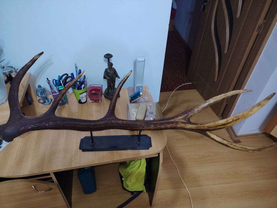 Corn de Cerb Carpatin Masiv