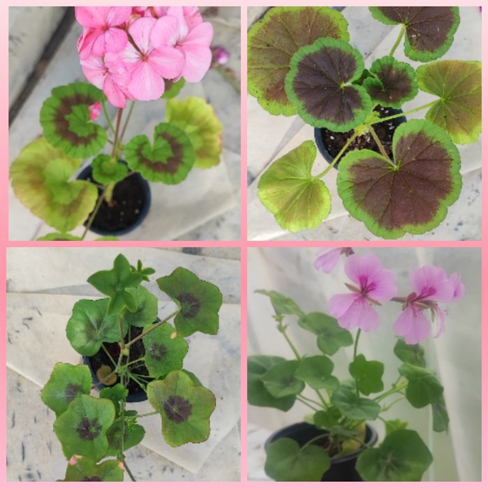 Мушката и сакъзи