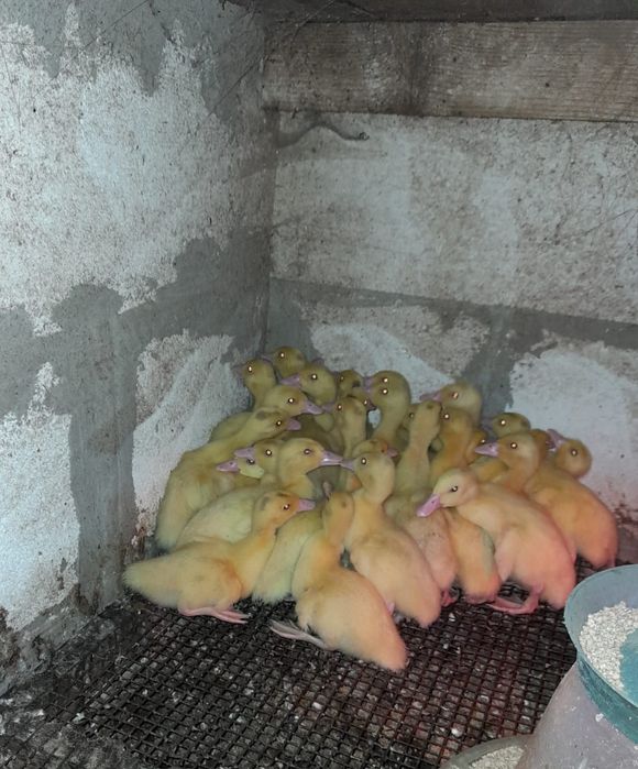 Vand boboci de rata  Mulard