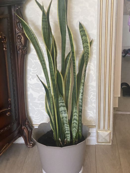 Сансевиерия (щучий хвост/тещин язык)