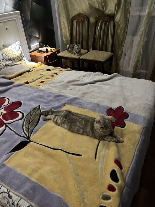 Шотладская вислоуха