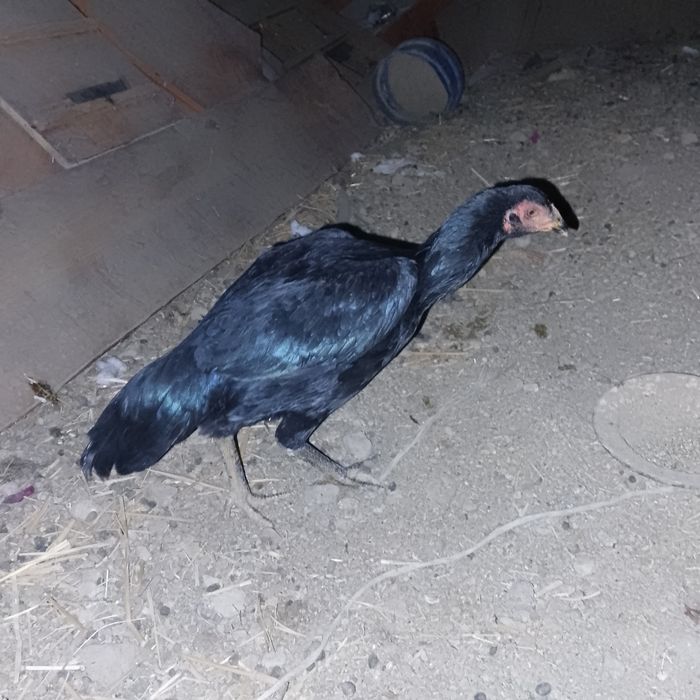 Dakan tovuq sotiladi