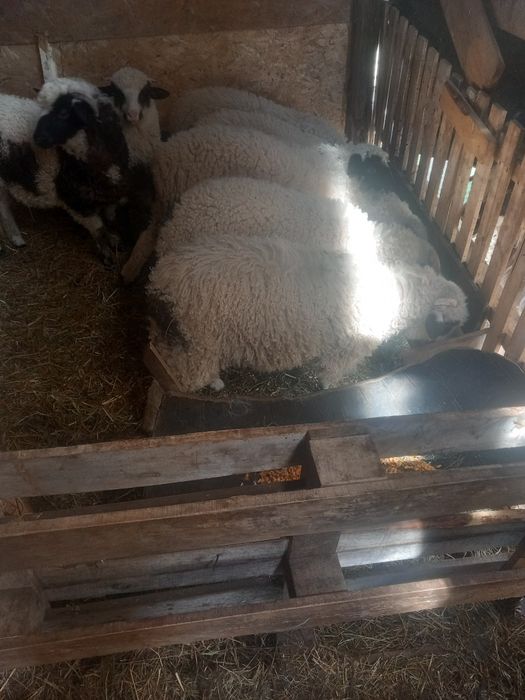 Vand 20 de oi cu miei lângă ele cu 1400 bucata