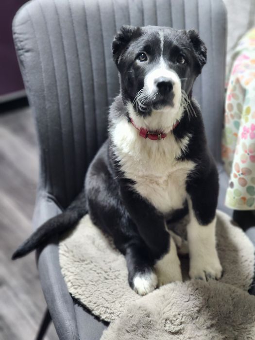 Продам щенка алабая