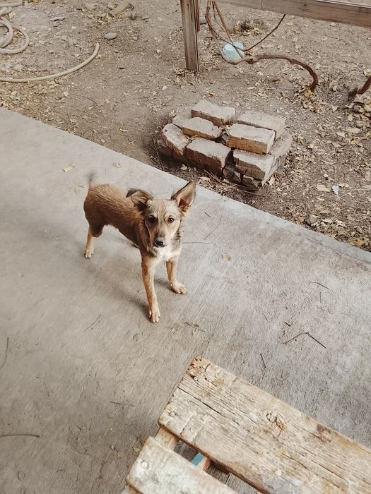 Отдаются щенки , в добрые руки с дальнейшим отслеживанием судьбы .