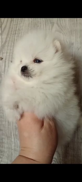 Померанский шпиц, 1,5 мес, помиранский