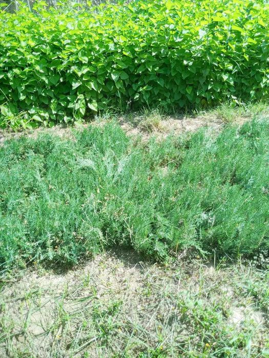 Можжевельник ва бошка турдаги кучатлари сотилади