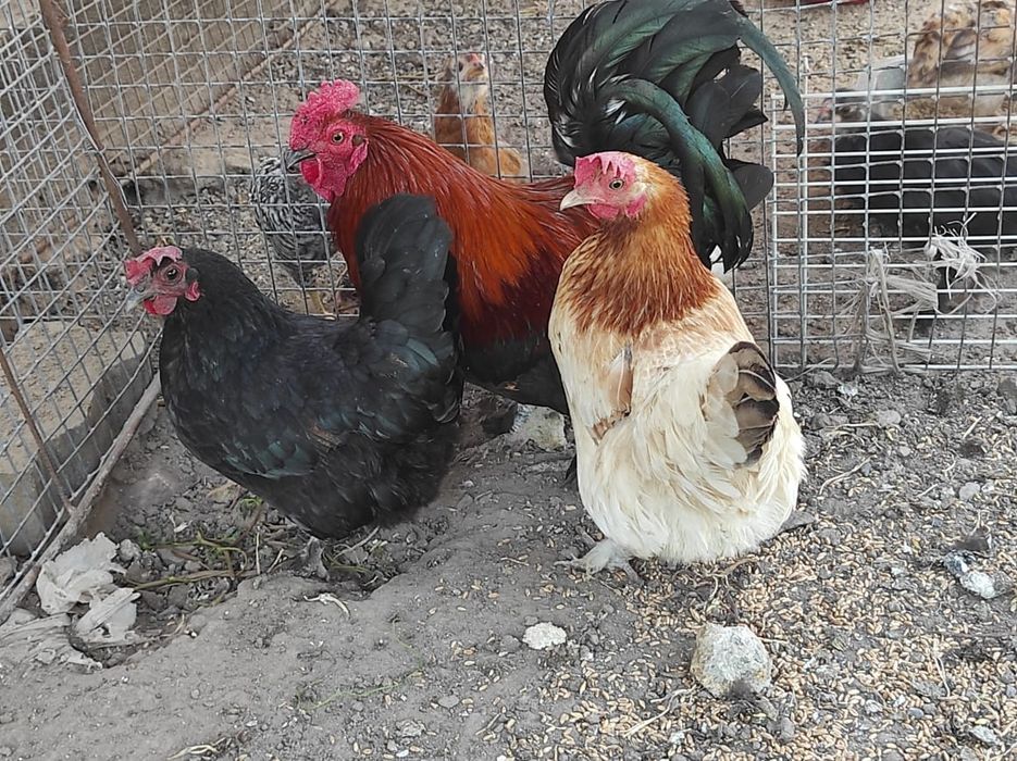 Продам карликовых курей