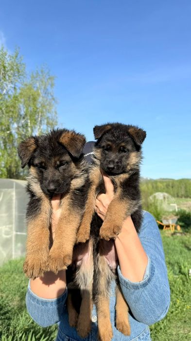 Продаются щенки немецкой овчарки