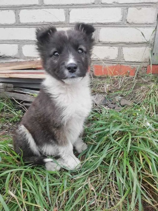 Щенкам нужен дом!