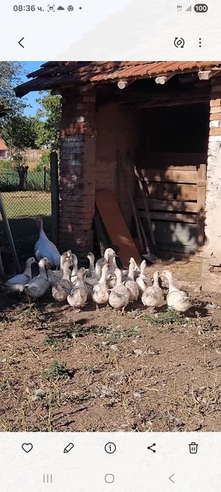 Продавам бройлерни юрдечета Мюлари