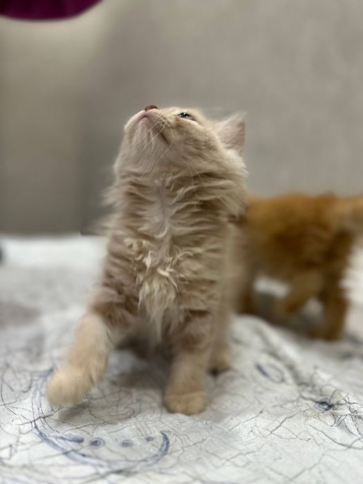 Котенки мушукчалар