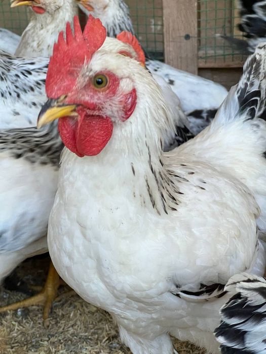 Adler xorozlari sotiladi