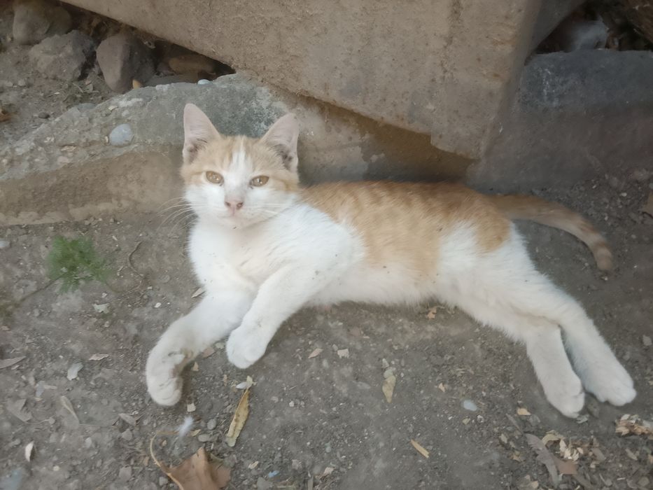 Котенок бесплатно