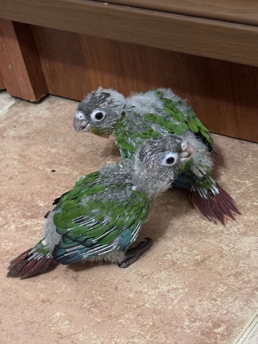 Продается выкормыш попугая пируры