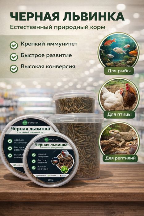 Сушеная Черная львинка