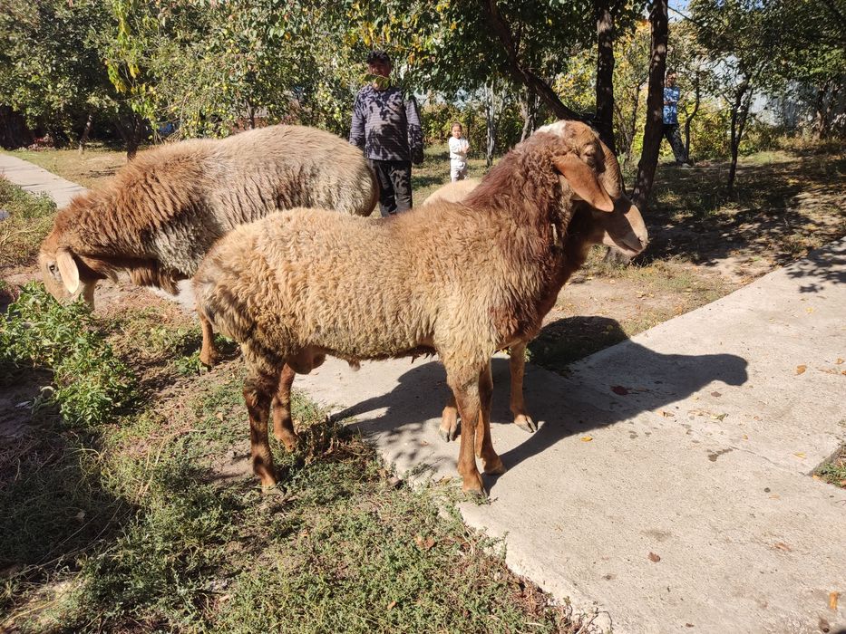 Продам Арашаны на племя