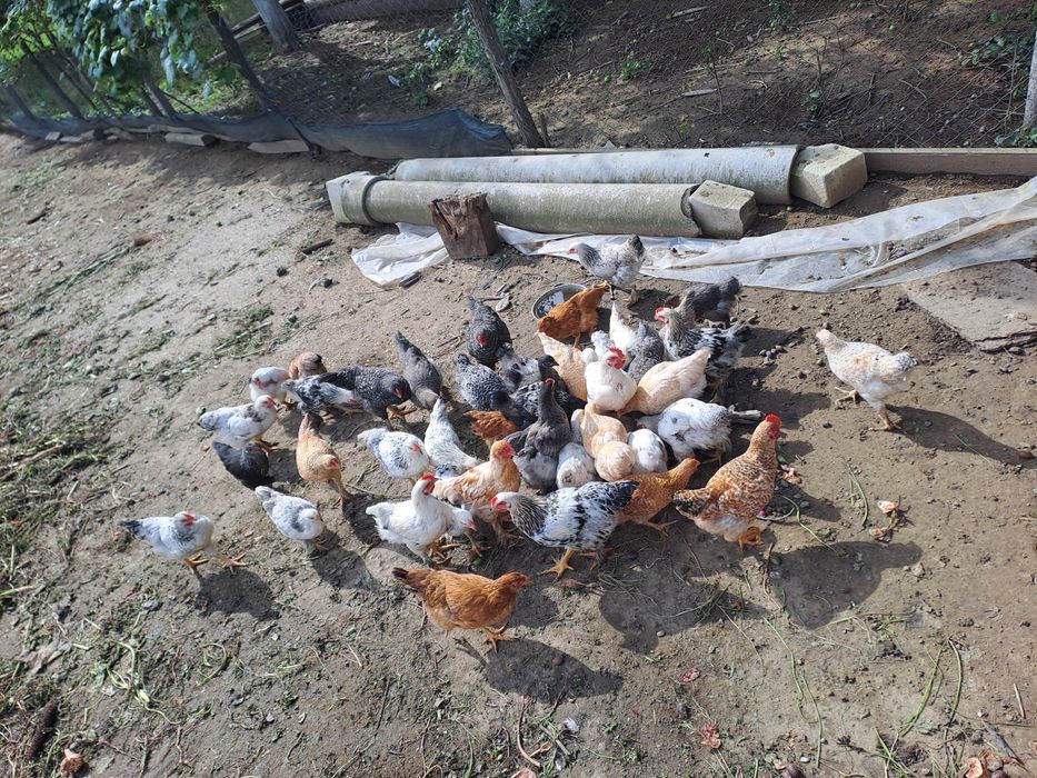 Am puice si cocoși de vânzare.