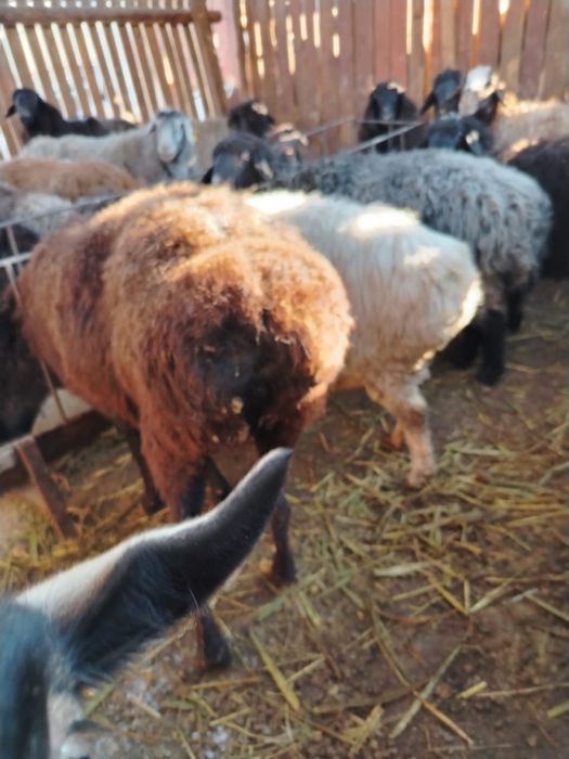 Семіз бағылған қой, тоқты, тұсақтар