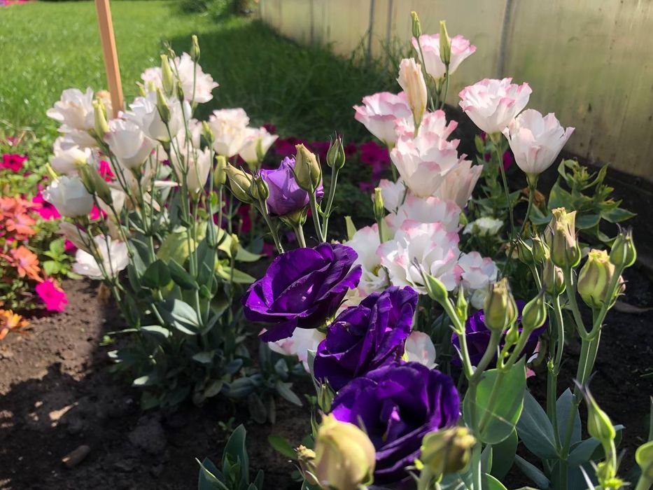 Уход за комнатными цветами.