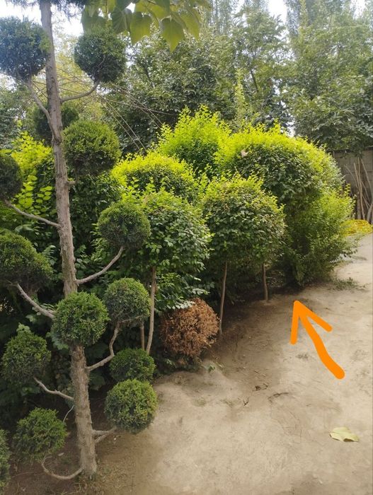 Sadda qayrag'och manzarali daraxti ko'chatlar bor.