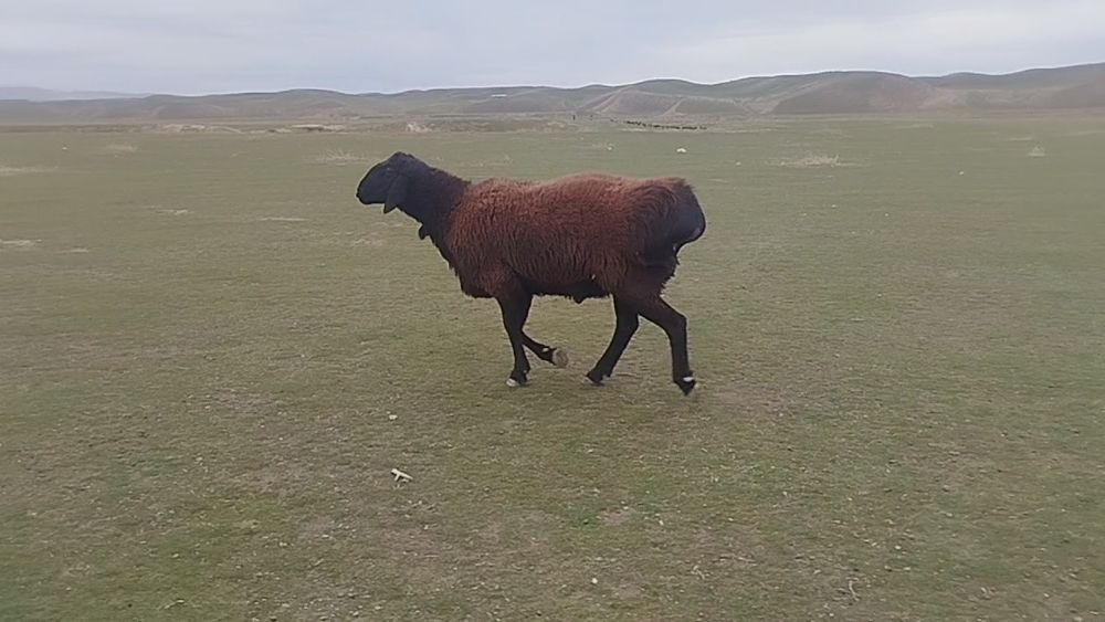 Toza Hisori qo‘ylar bor. Naslga mos. Qiziqqanlar uchun