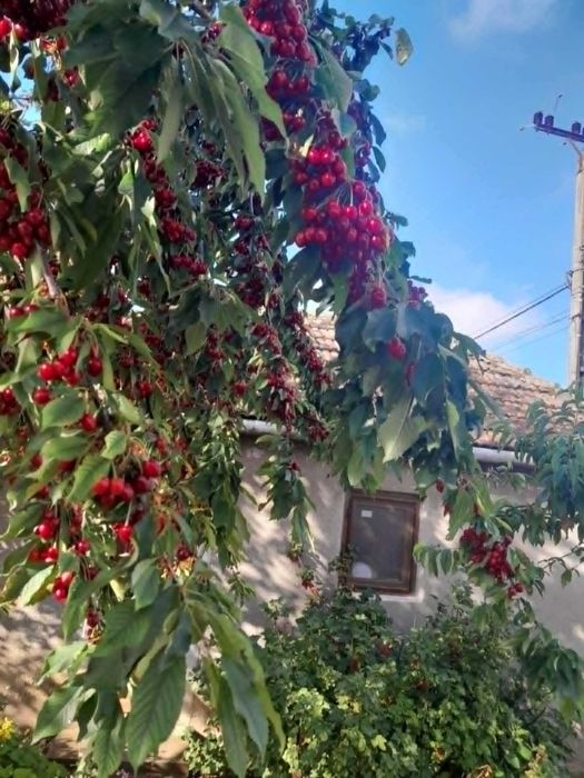 Cireșe mari și dulci bio din grădină proprie - Sacueni, Bihor