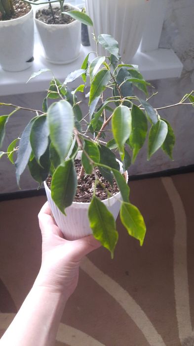Фикусы разные продам