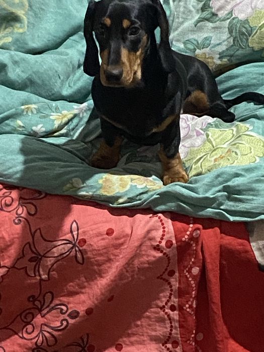 Продаю таксу девачка