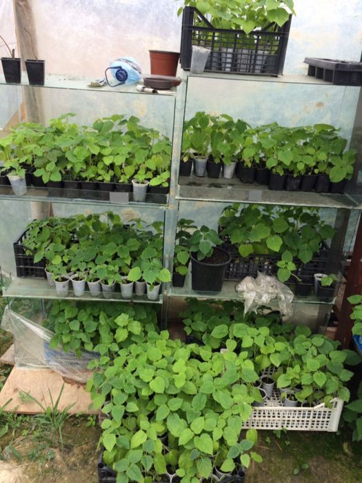 vand paulownia,seminte si rasad pana in august !