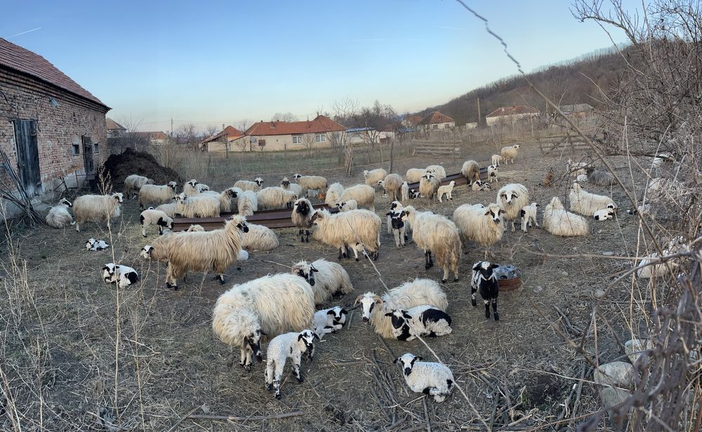 Se ofera spre vanzare oi